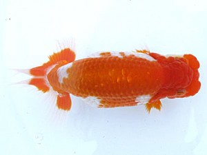 愛媛らん友会　東大関　今治　村上昌弘