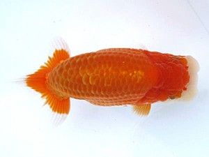 愛媛らん友会 勧進元二　徳島　加古政則