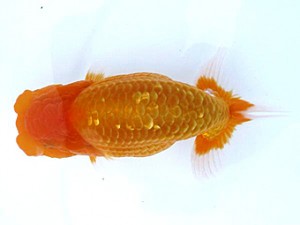 愛媛らん友会 行司一　松山　鷹岡みどり