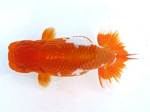 愛媛らん友会 行司二　西条　伊藤純弘