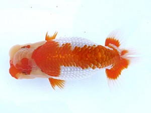 愛媛らん友会 行司三　今治　丹下　常