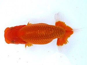 愛媛らん友会 脇行司二　松山　橋本　泰