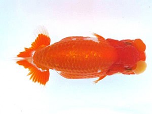 愛媛らん友会　西大関　松山　佐々木勝利