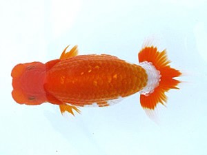 愛媛らん友会　立行司　松山　佐々木勝利