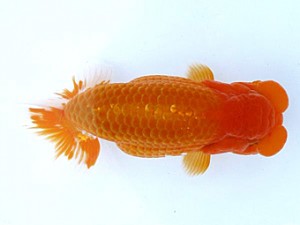 愛媛らん友会　取締一　徳島　吉成志朗