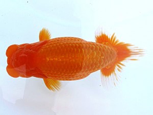 愛媛らん友会　取締二　徳島　吉成志朗