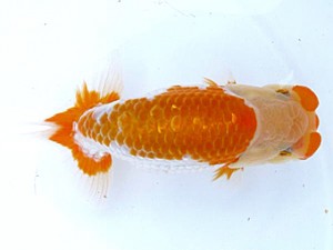 愛媛らん友会 西関脇　松山　鷹岡みどり