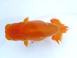 愛媛らん友会 東小結　西条　伊藤純弘