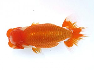 愛媛らん友会 西小結　徳島　吉成志朗