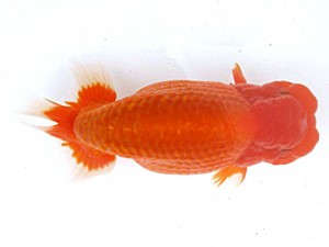 愛媛らん友会　東大関　新居浜　粟田良孝