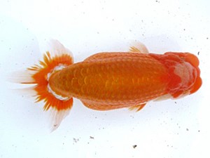 愛媛らん友会　西大関　松山　永木　敦