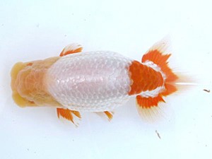 愛媛らん友会　立行司　新居浜　直野高幸