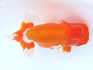 愛媛らん友会　取締一　松山　山光　勲