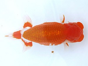 愛媛らん友会　取締二　徳島　吉成志朗