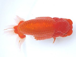 愛媛らん友会　東大関　松山　山光　勲