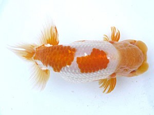 愛媛らん友会　西大関　新居浜　直野高幸