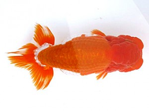 愛媛らん友会　取締一　徳島　吉成志朗