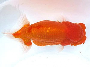 愛媛らん友会　取締二　松山　安田裕喜