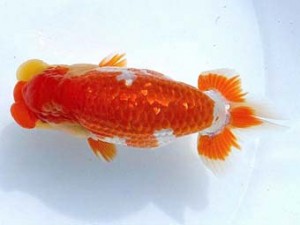 両毛愛魚会 東大関 中村正志 両毛愛魚会 東大関 中村正志