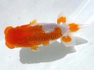 両毛愛魚会 西大関 藤井 豊 両毛愛魚会 西大関 藤井 豊