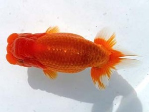 両毛愛魚会 立行司 平井恵次 両毛愛魚会 立行司 平井恵次