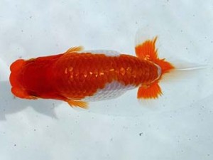 両毛愛魚会 東取締 白石文人 両毛愛魚会 東取締 白石文人