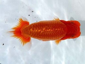 両毛愛魚会 西取締 志塚長成 両毛愛魚会 西取締 志塚長成