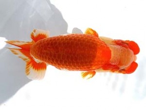 両毛愛魚会 東大関 中村正志 両毛愛魚会 東大関 中村正志