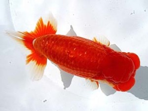 両毛愛魚会 西大関 中村正志 両毛愛魚会 西大関 中村正志