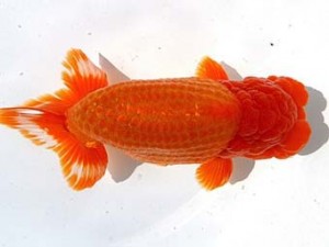 両毛愛魚会 立行司 木村 等 両毛愛魚会 立行司 木村 等