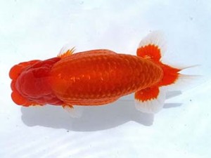 両毛愛魚会 東取締 中村正志 両毛愛魚会 東取締 中村正志