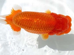 両毛愛魚会 西取締 柿沼佐吉 両毛愛魚会 西取締 柿沼佐吉