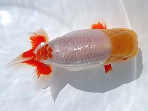 両毛愛魚会 東大関 高田俊昭 両毛愛魚会 東大関 高田俊昭