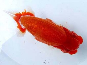 両毛愛魚会 西大関 平井恵次 両毛愛魚会 西大関 平井恵次