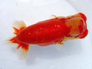 両毛愛魚会 立行司 中村正志 両毛愛魚会 立行司 中村正志