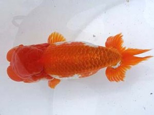 両毛愛魚会 東取締 平井恵次 両毛愛魚会 東取締 平井恵次