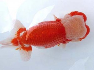 両毛愛魚会 西取締 柿沼佐吉 両毛愛魚会 西取締 柿沼佐吉