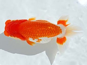 西部本部　東大関　難波　正　岡山