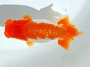 西部本部 勧進元一　白川成也　岡山