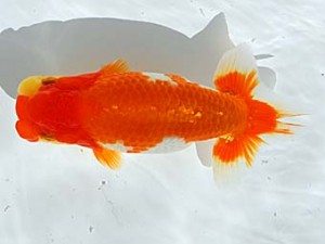 西部本部 勧進元二　宮崎　豊　大阪