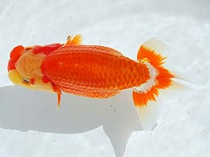 西部本部 行司一　木村昌満　大分