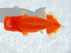 西部本部 行司二　西川　敬　香川