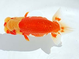 西部本部 行司三　村岡祥行　兵庫