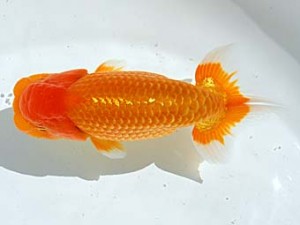 西部本部 脇行司一　末永靖起　岡山