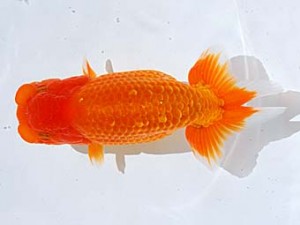 西部本部 脇行司二　太田黒正雄　熊本