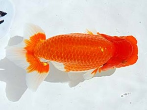 西部本部　西大関　松本好考　愛媛