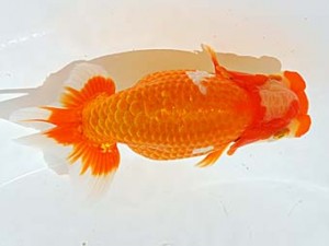 西部本部　立行司　西口武志　大阪