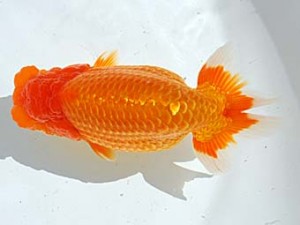 西部本部　東取締　金子博昭　山口