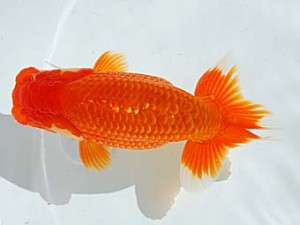 西部本部　西取締　難波　正　岡山