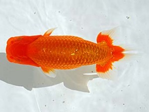 西部本部 西関脇　川村和己　高知